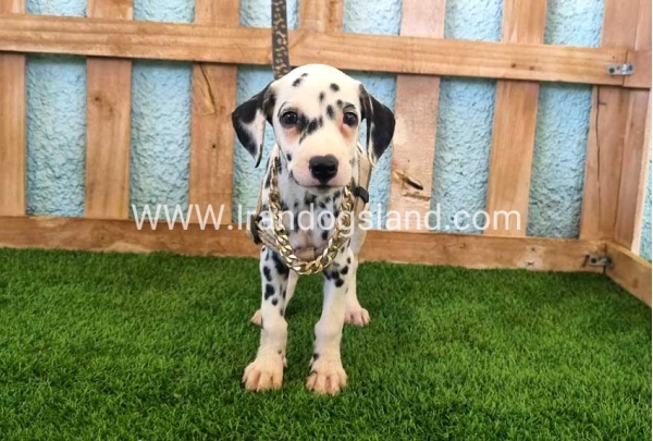 --dalmation-153_7
