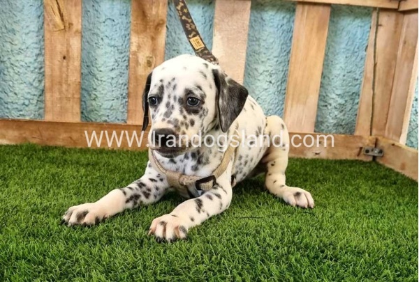 --dalmation-154_1