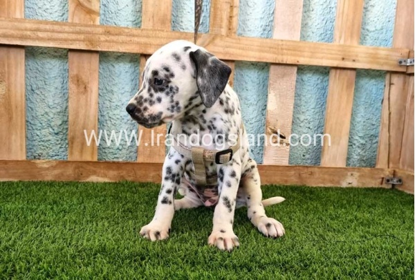 --dalmation-154_10
