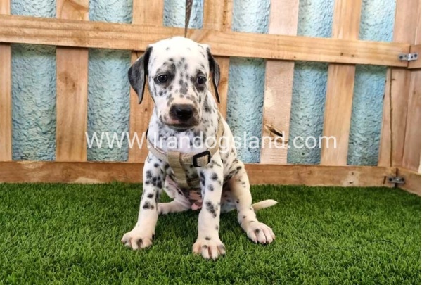 --dalmation-154_11