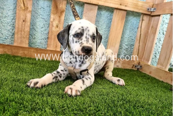--dalmation-154_2