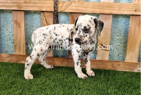--dalmation-154_3