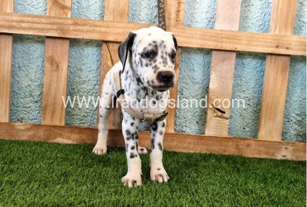 --dalmation-154_4