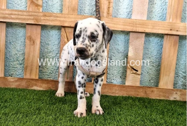 --dalmation-154_5