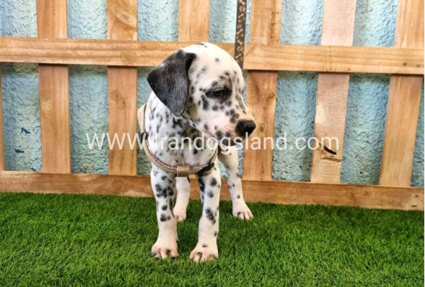 --dalmation-154_6