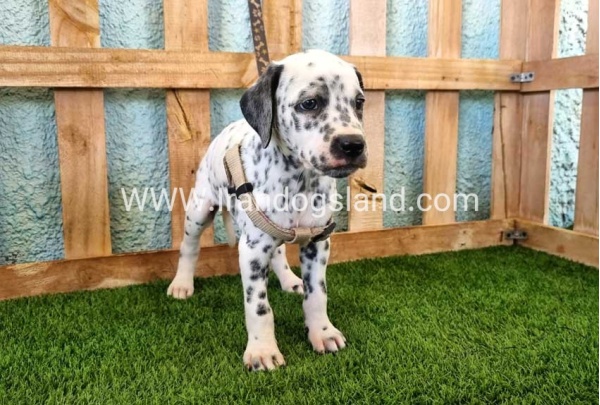 --dalmation-154_7
