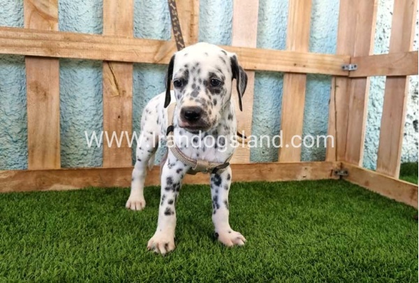 --dalmation-154_8
