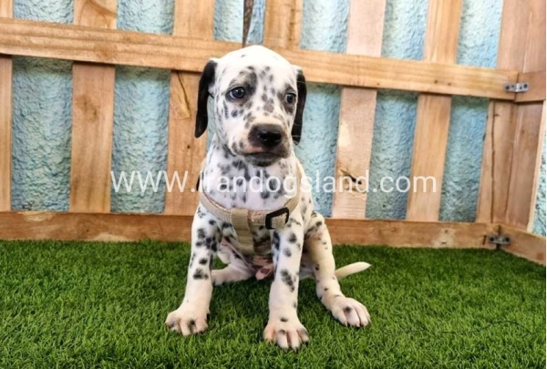 --dalmation-154_9