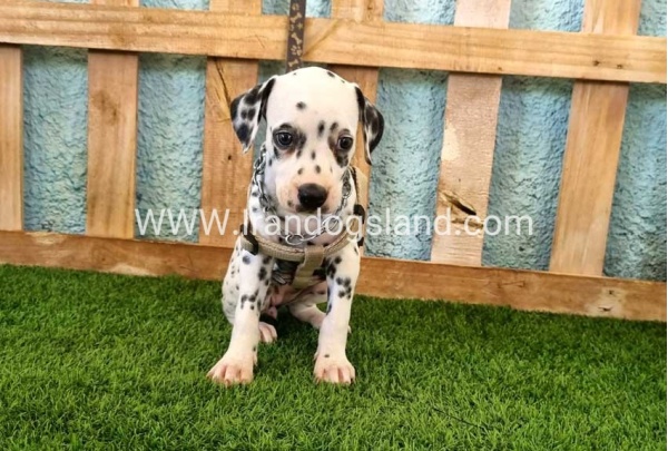--dalmation-155_1