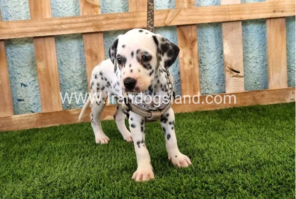 --dalmation-155_10