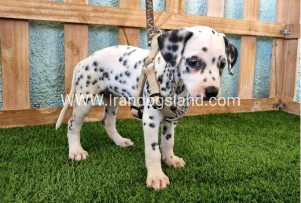 --dalmation-155_11