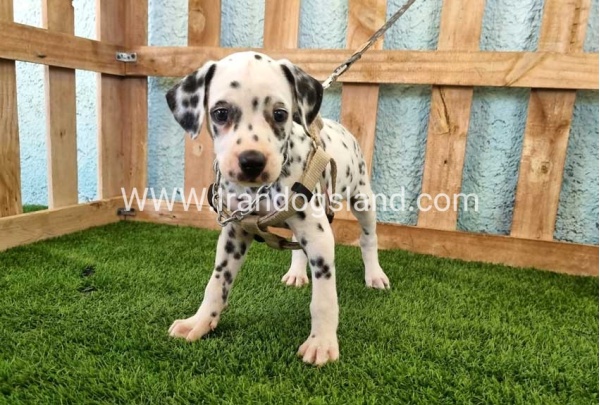 --dalmation-155_12