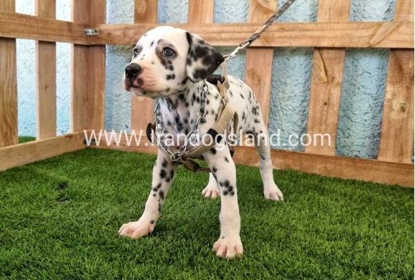 --dalmation-155_13
