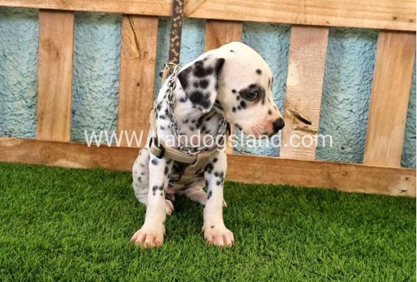--dalmation-155_2
