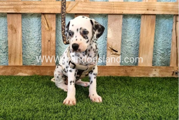 --dalmation-155_3