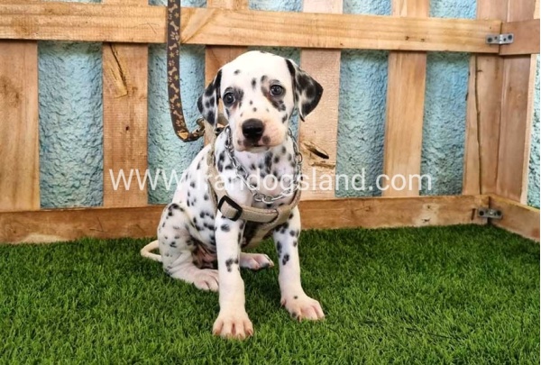 --dalmation-155_4