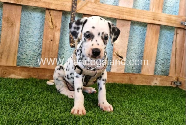 --dalmation-155_5