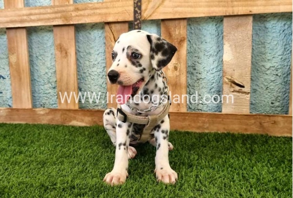 --dalmation-155_6