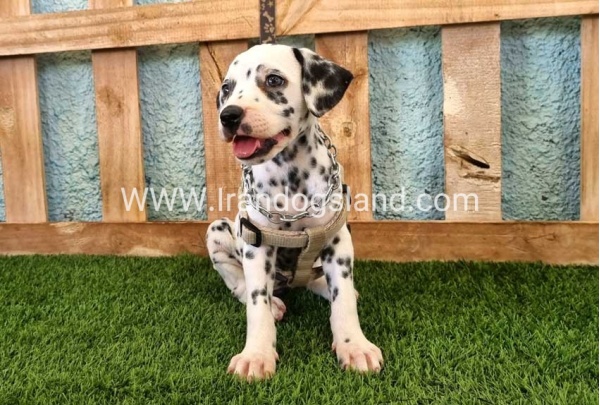 --dalmation-155_7