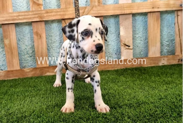 --dalmation-155_8