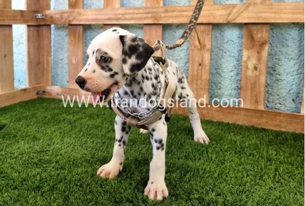 --dalmation-155_9