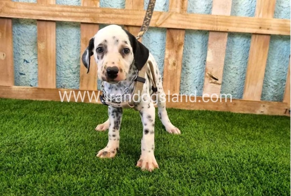 --dalmation-156_1