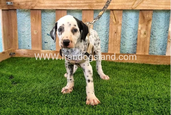 --dalmation-156_10