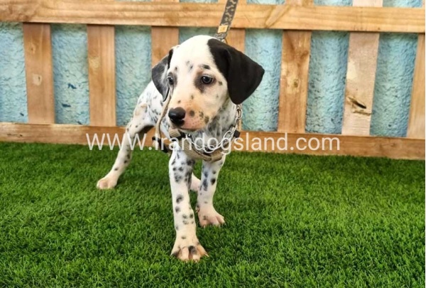 --dalmation-156_11
