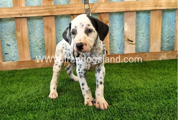 --dalmation-156_12