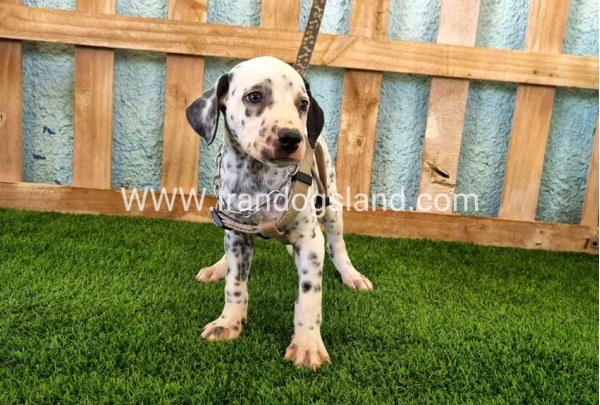 --dalmation-156_2