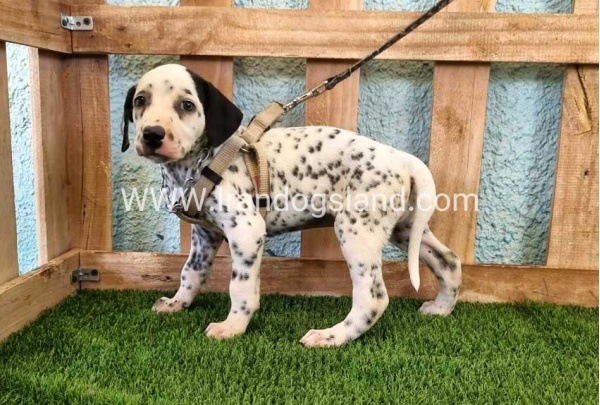 --dalmation-156_3