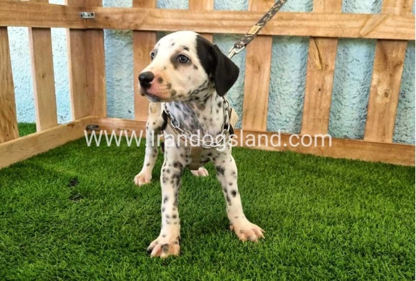 --dalmation-156_4