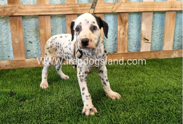 --dalmation-156_5