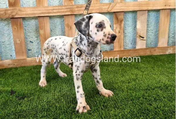 --dalmation-156_6