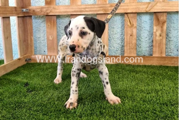 --dalmation-156_7