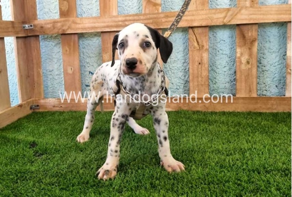 --dalmation-156_8