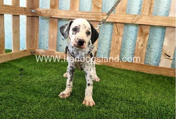 --dalmation-156_9