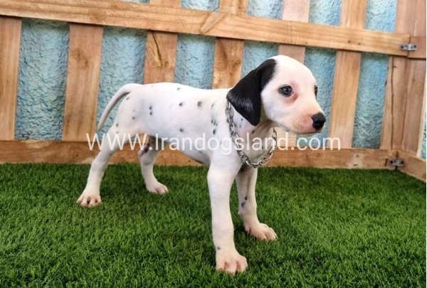 --dalmation-157_1