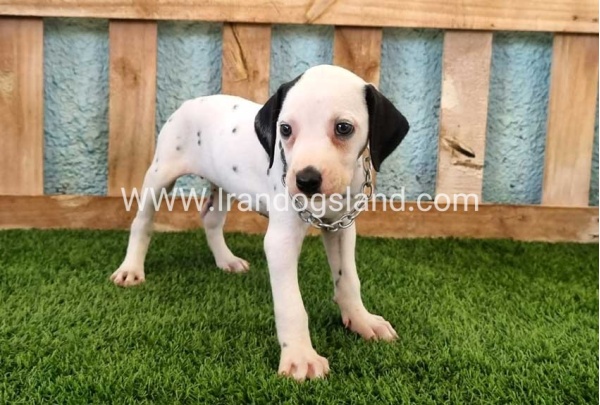 --dalmation-157_11