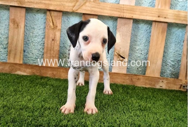 --dalmation-157_2