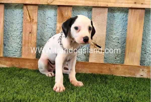 --dalmation-157_3