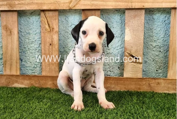 --dalmation-157_4