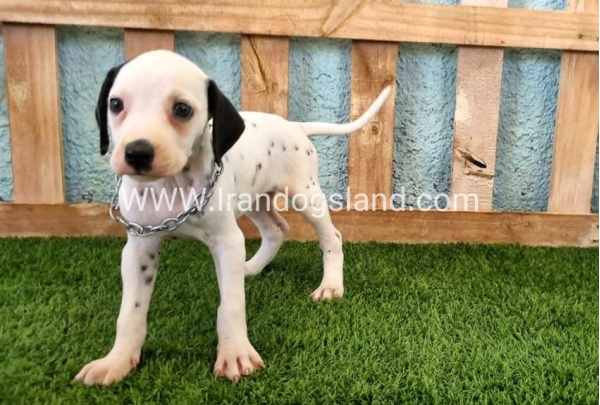 --dalmation-157_5