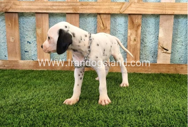 --dalmation-157_6