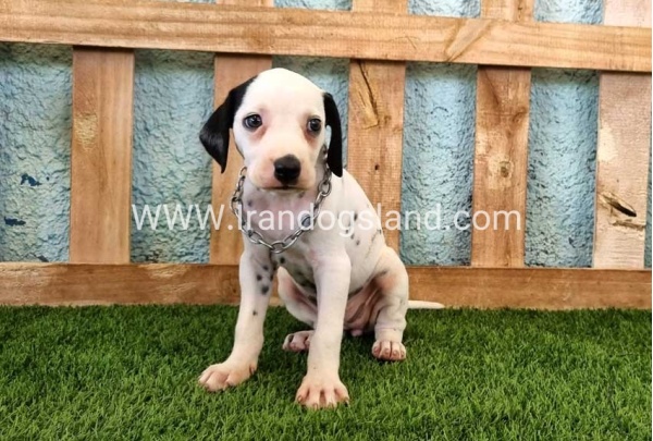 --dalmation-157_7