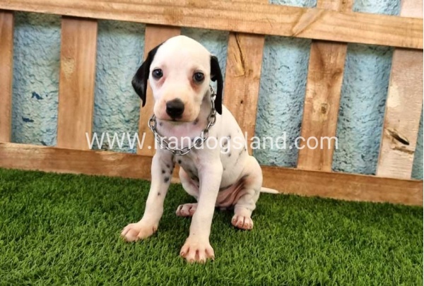 --dalmation-157_9