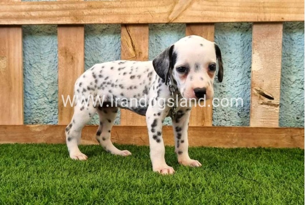 --dalmation-158_1