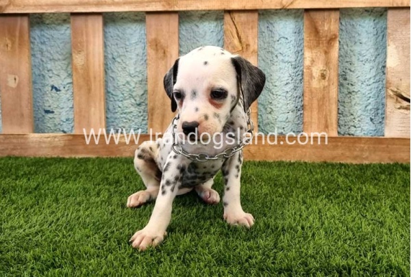 --dalmation-158_2