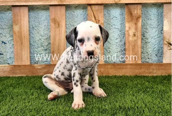 --dalmation-158_3