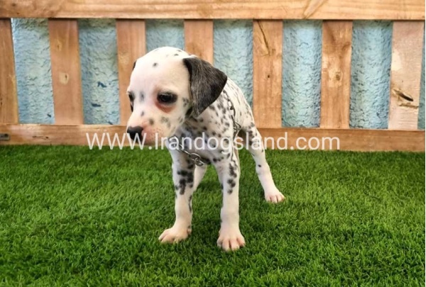 --dalmation-158_4